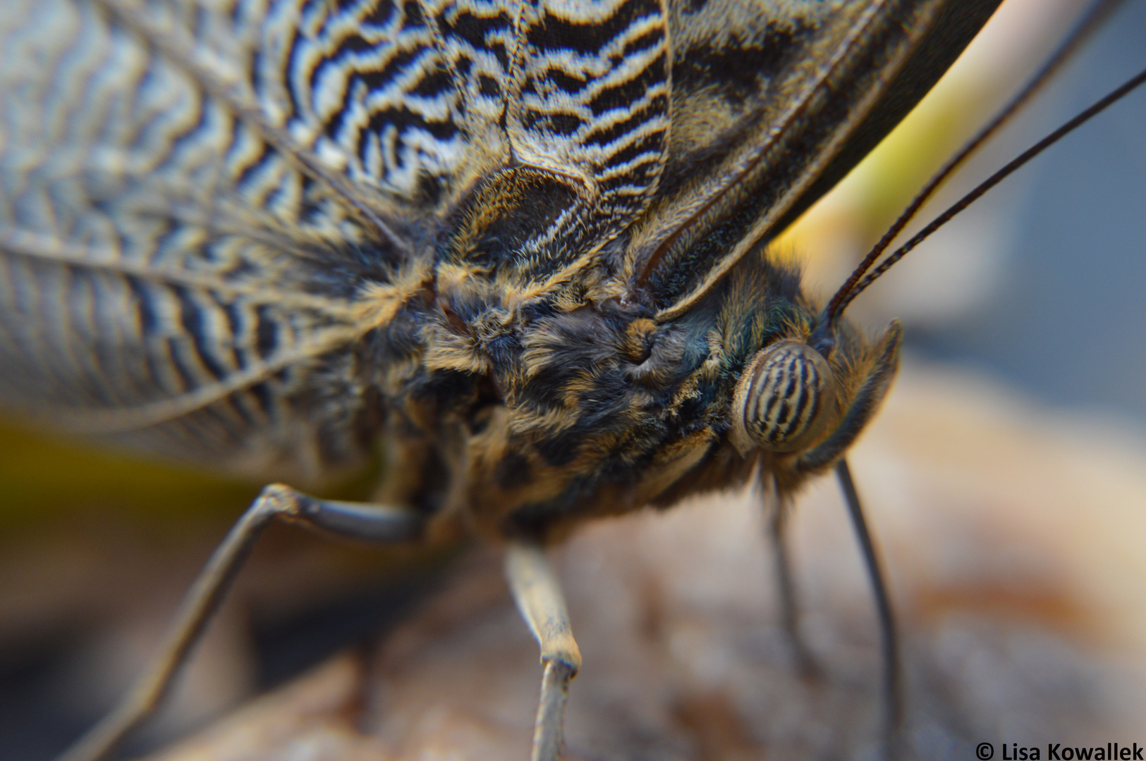 Schmetterling ganz nah