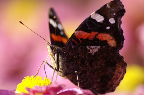 Schmetterling ganz nah