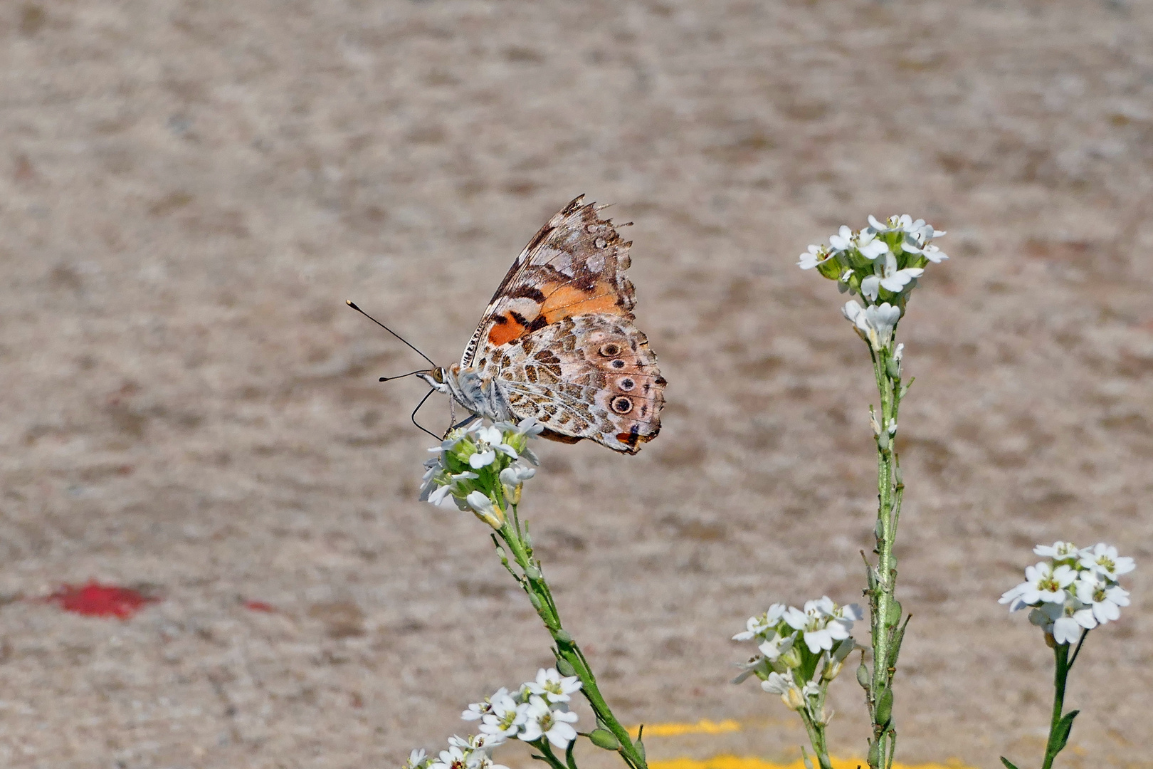 Schmetterling ganz nah