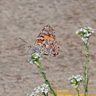 Schmetterling ganz nah