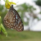 Schmetterling ganz nah