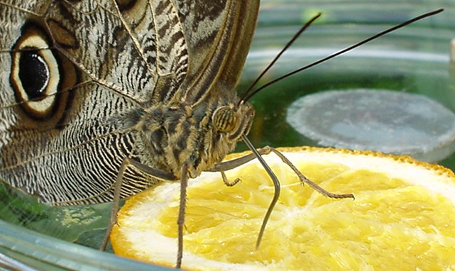 Schmetterling ganz nah