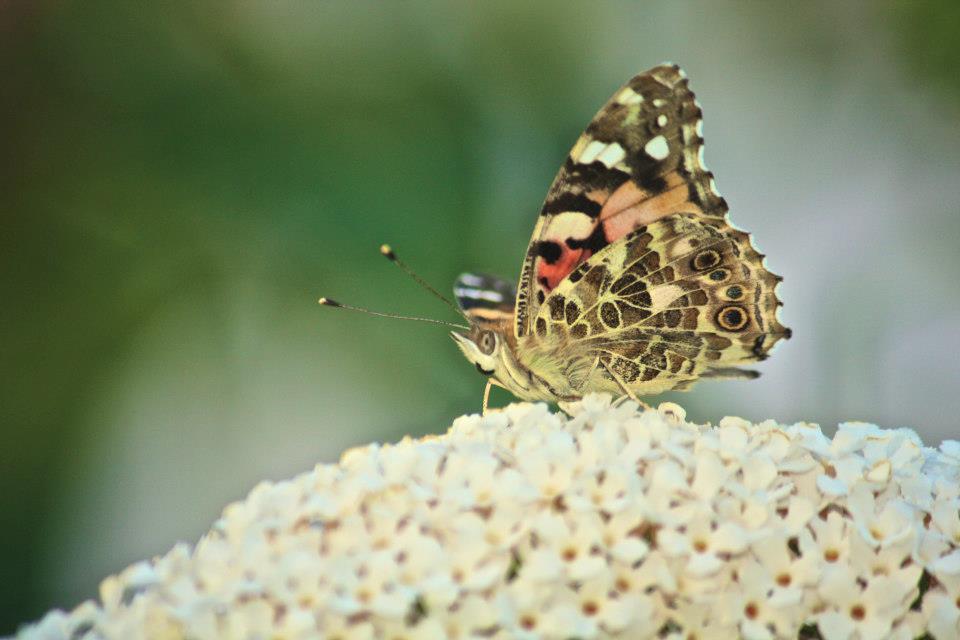 Schmetterling ganz nah