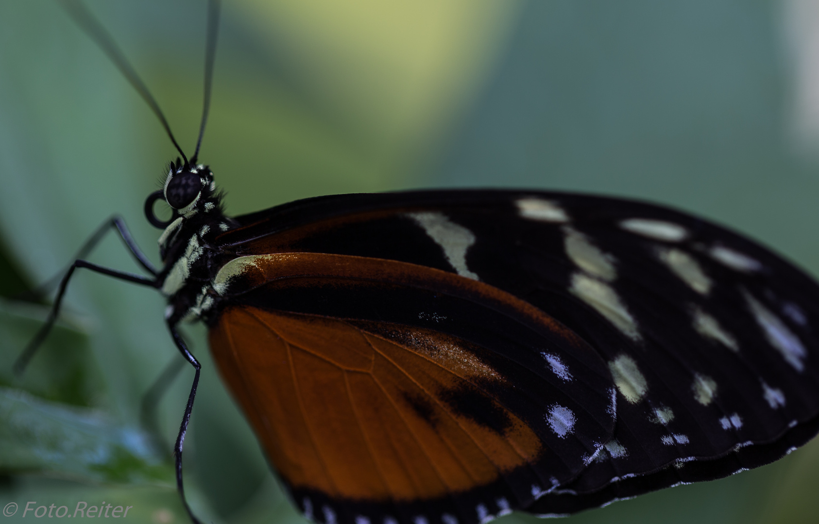 Schmetterling ganz nah