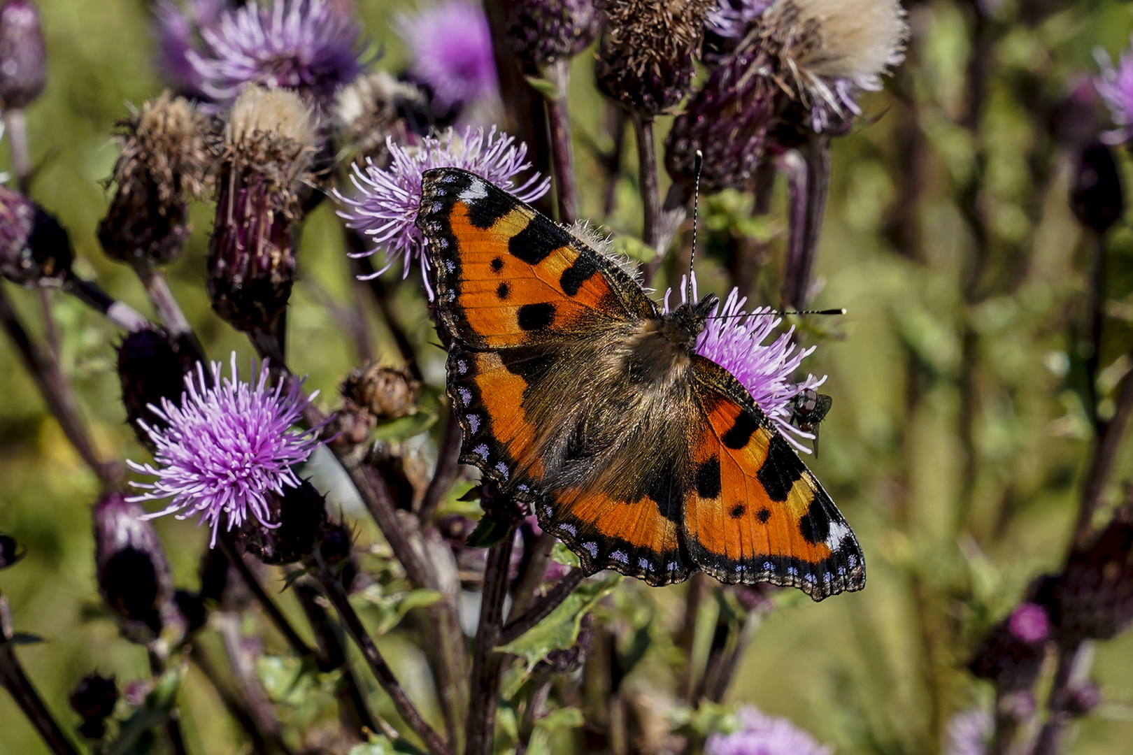 Schmetterling, ganz ohne Macro, Kleiner Fuchs, Aglais urticae