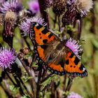 Schmetterling, ganz ohne Macro, Kleiner Fuchs, Aglais urticae