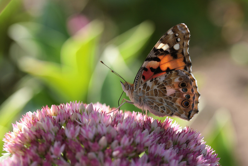 Schmetterling ganz zahm