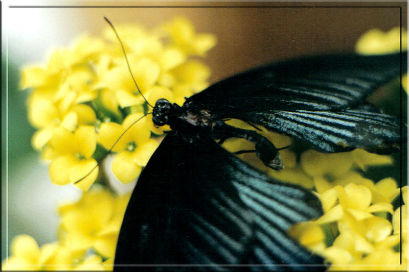 Schmetterling ganz zahm