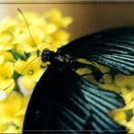 Schmetterling ganz zahm