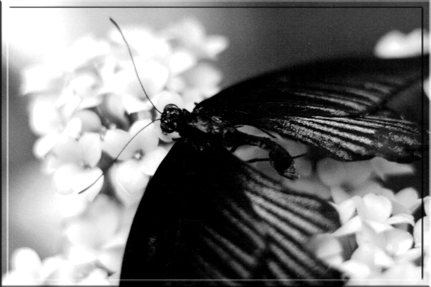 Schmetterling ganz zahm II