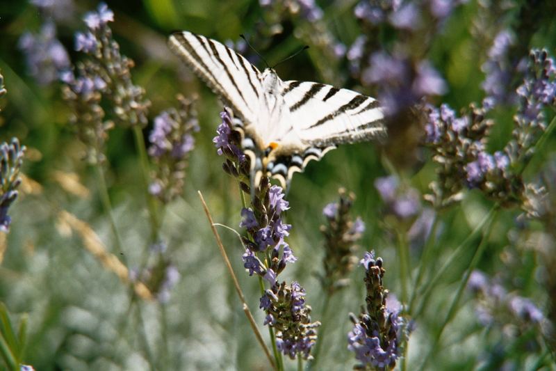 Schmetterling "Garten auf Rhodos" Foto & Bild abstraktes, motive