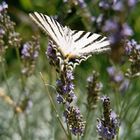 Schmetterling "Garten auf Rhodos"