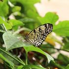 Schmetterling Garten der Schmetterlinge Friedrichsruh