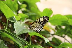 Schmetterling Garten der Schmetterlinge Friedrichsruh