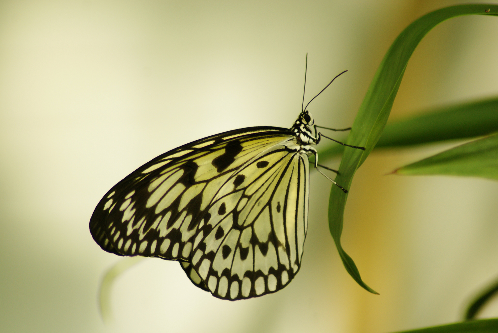 Schmetterling garten Luxembourg