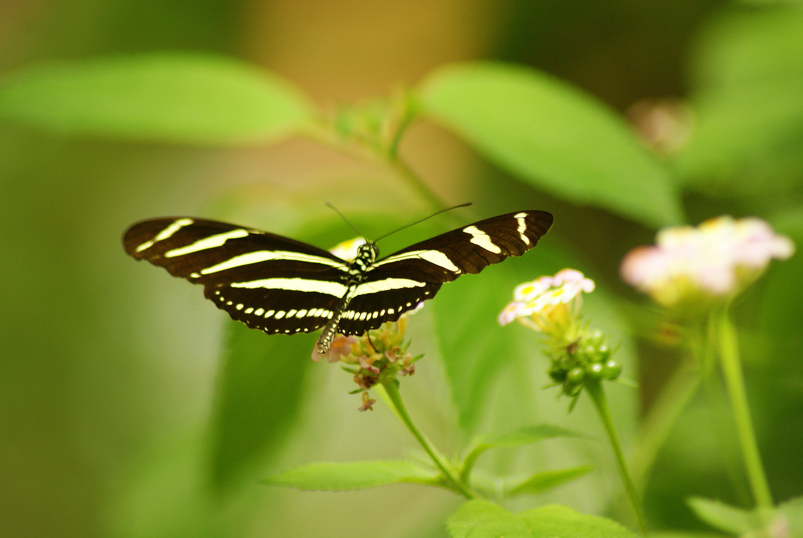 Schmetterling garten Luxembourg