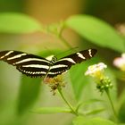 Schmetterling garten Luxembourg