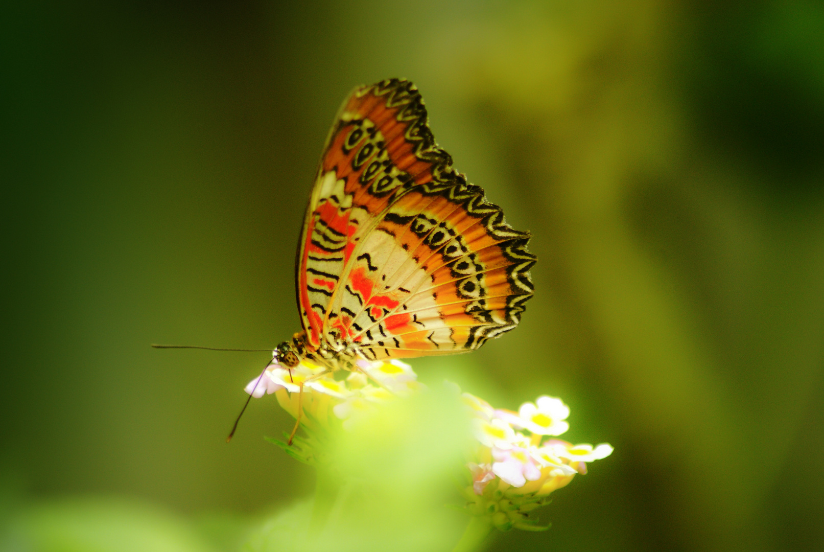 Schmetterling garten Luxembourg