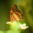 Schmetterling garten Luxembourg