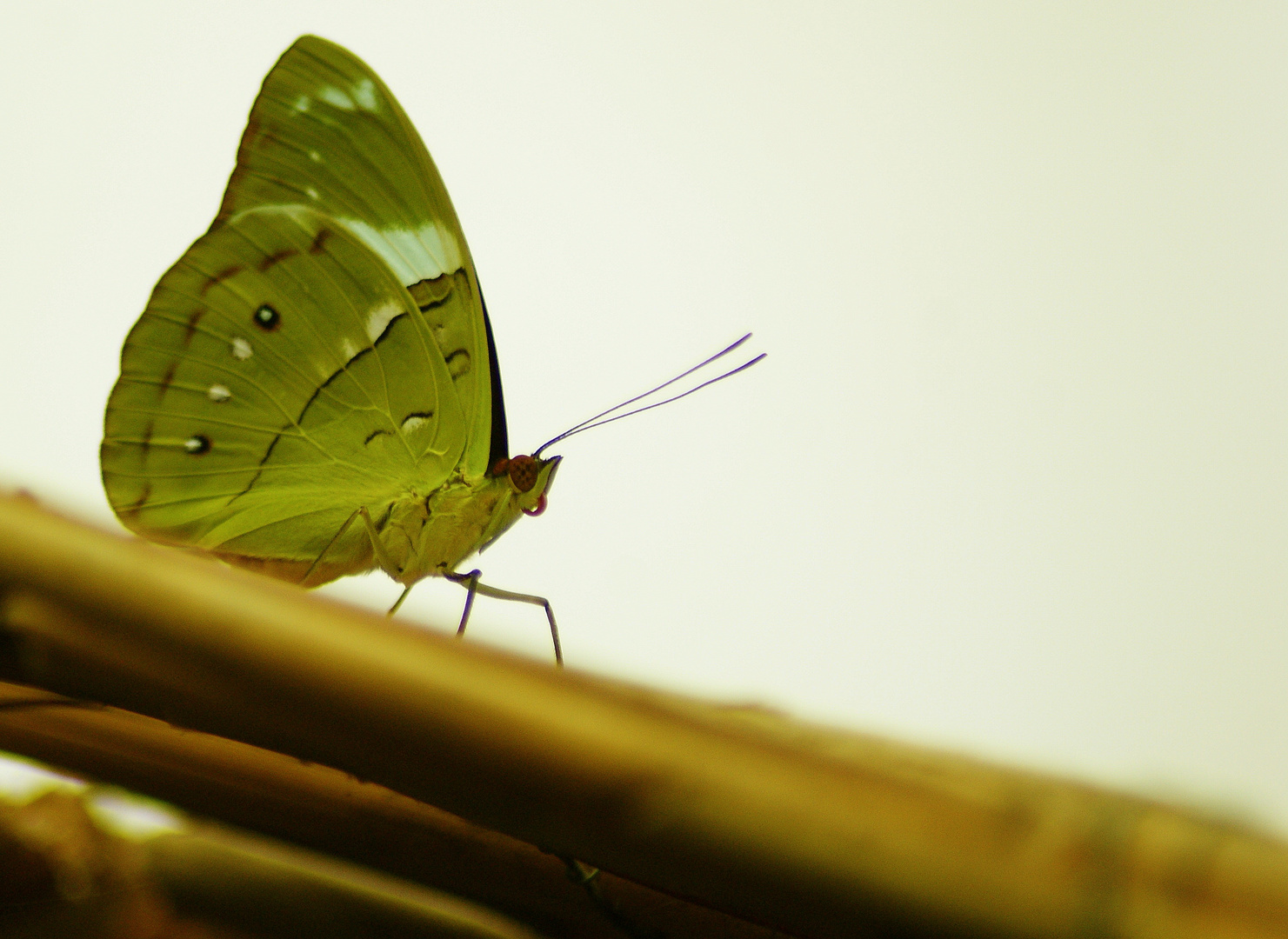 Schmetterling Garten Luxembourg