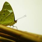 Schmetterling Garten Luxembourg