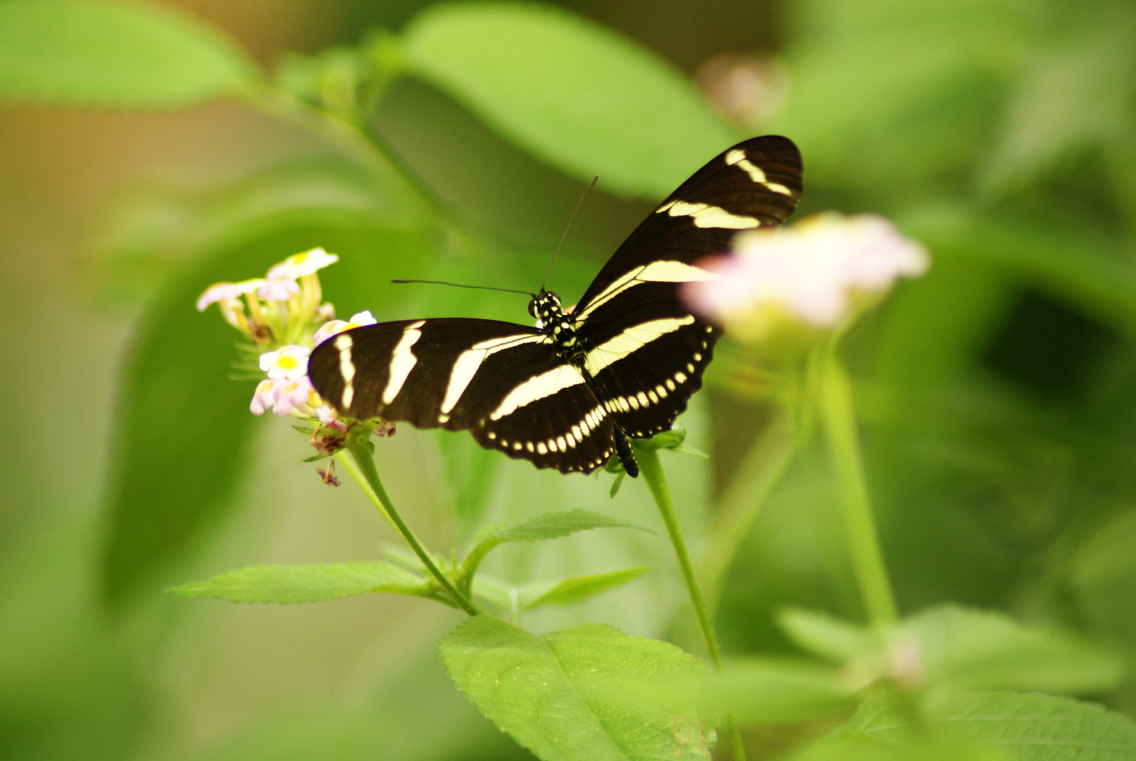 Schmetterling garten Luxembourg2