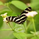 Schmetterling garten Luxembourg2