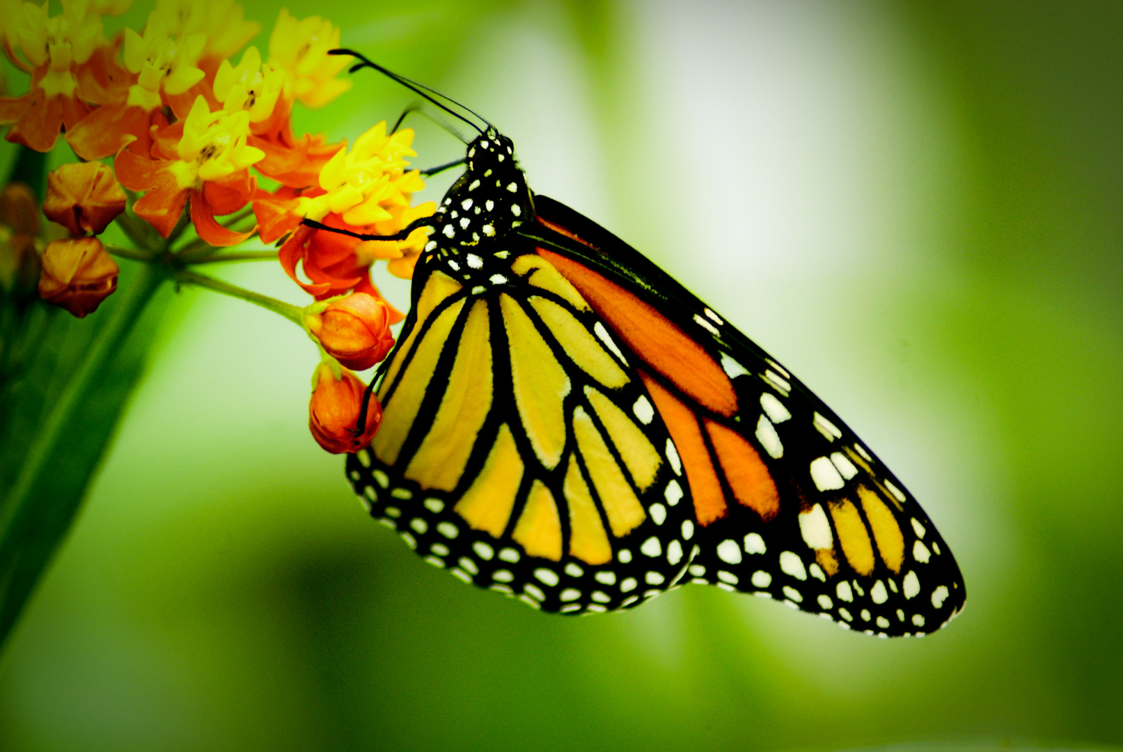 Schmetterling garten Luxembourg6