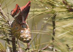 Schmetterling geändert...