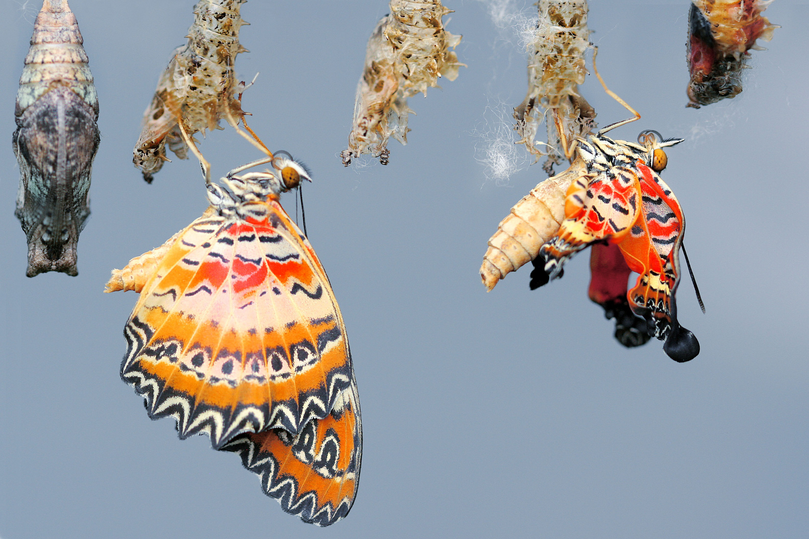 Schmetterling-Geburts-Station