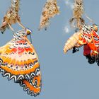 Schmetterling-Geburts-Station