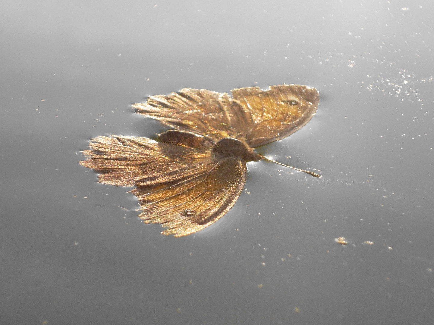 Schmetterling geht baden