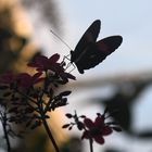 Schmetterling gelandet