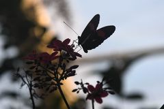 Schmetterling gelandet