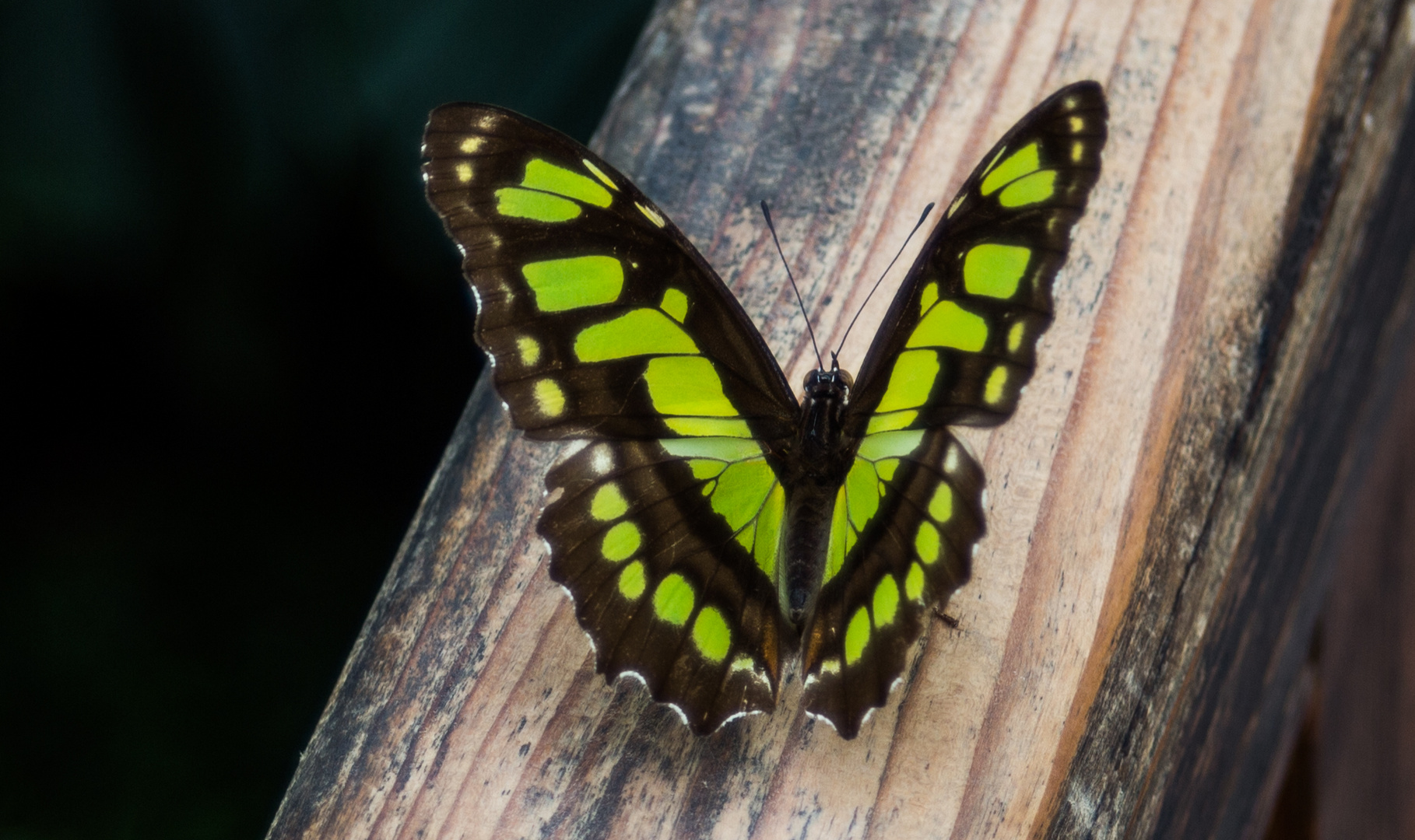 Schmetterling gelb, Mainau