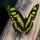 Schmetterling gelb, Mainau