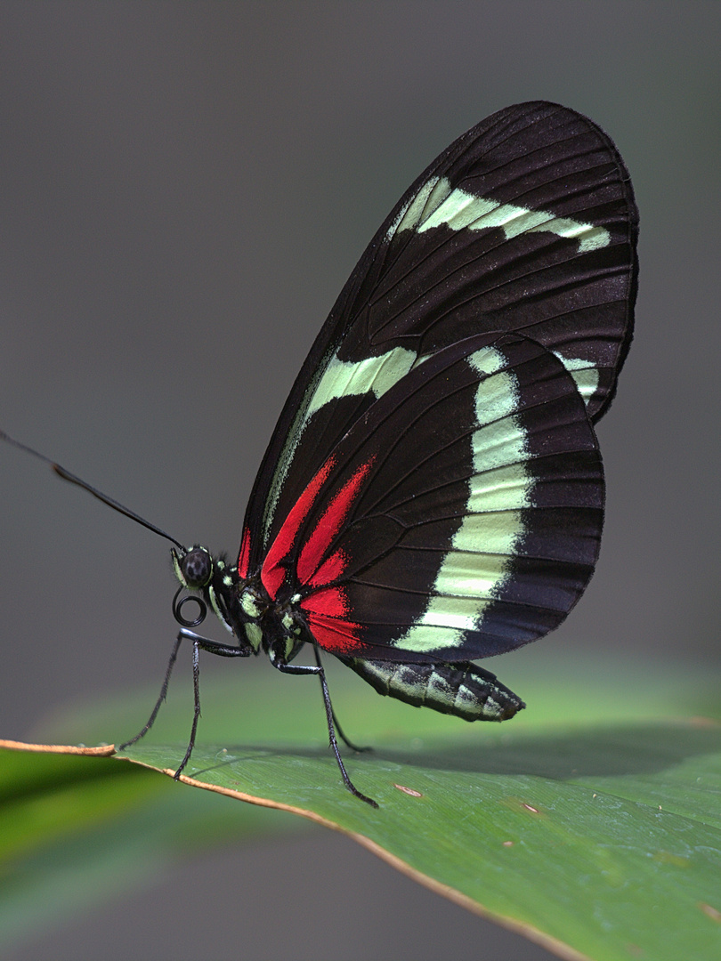 Schmetterling, Gelbstreifiger Passionsfalter Heliconius hewitsoni