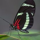 Schmetterling, Gelbstreifiger Passionsfalter Heliconius hewitsoni
