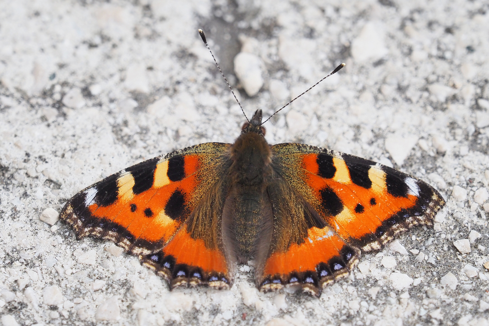 Schmetterling genießt die Sonne