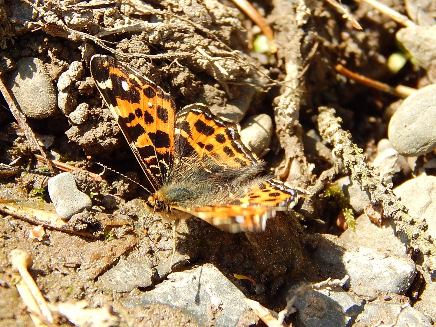 Schmetterling genießt die Sonne