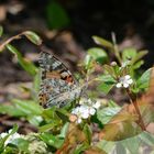 Schmetterling - GEPAX Durchscheinfoto 1935-J0824F-27-1