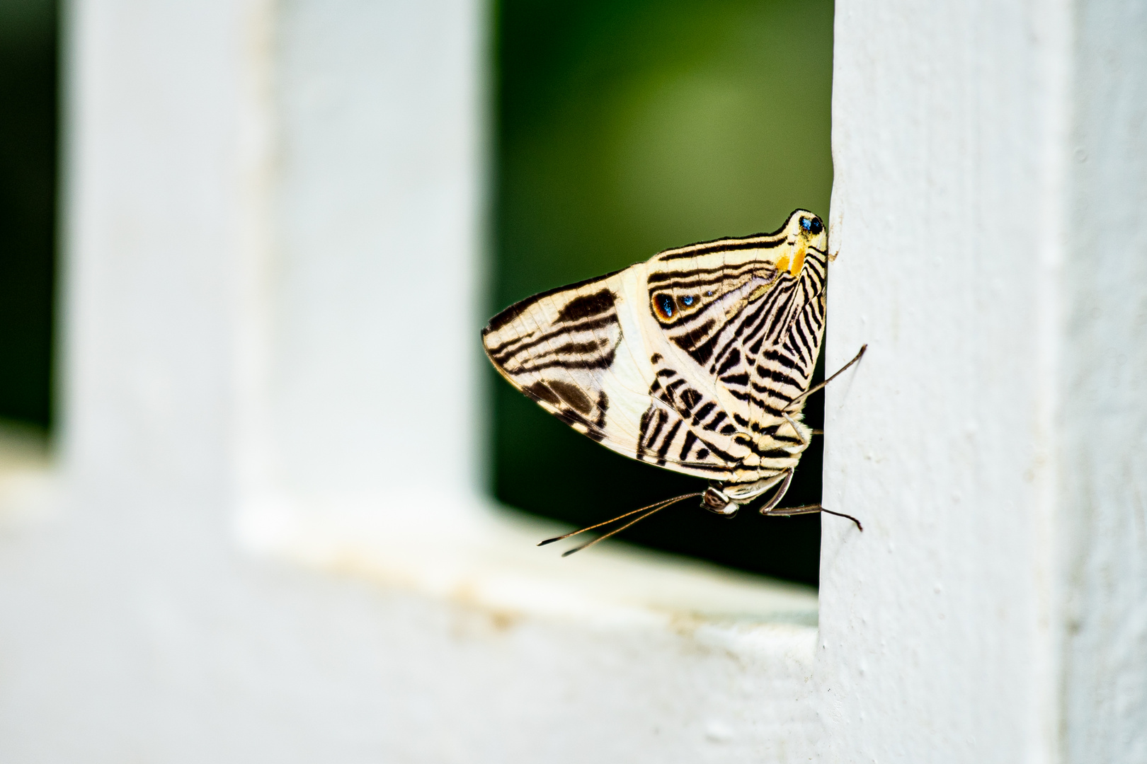 Schmetterling gerahmt