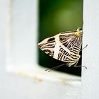 Schmetterling gerahmt