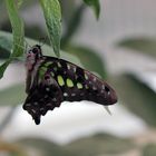 Schmetterling - geschweifter Eichelhäher -