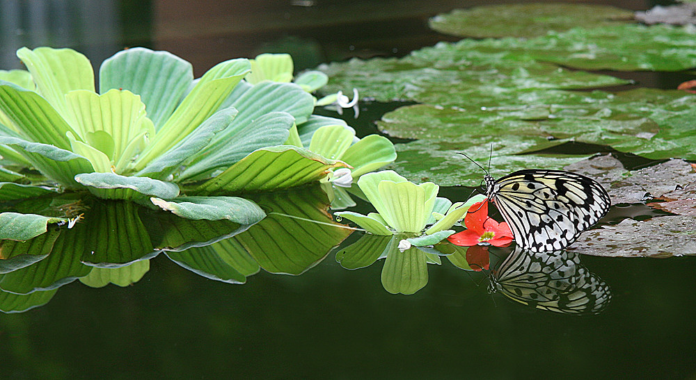 Schmetterling gespiegelt