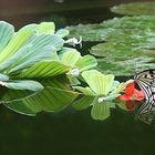 Schmetterling gespiegelt