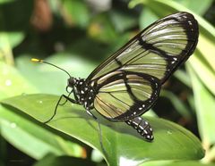 Schmetterling-Giant Glasswing-Methona confusa