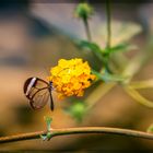 Schmetterling (Glasfalter)