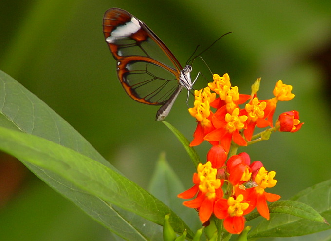 Schmetterling (Glasfalter)