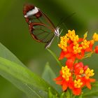Schmetterling (Glasfalter)
